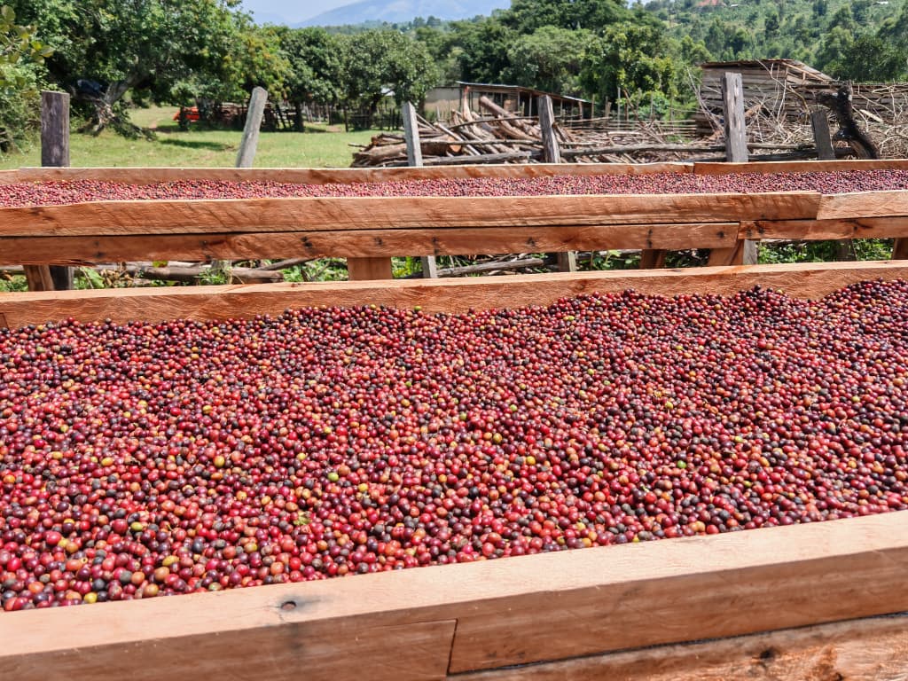 red coffee cherries on drying racks